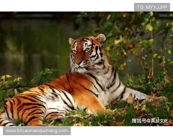 澳门六合彩网娱乐：深度解析澳门六合彩的玩法技巧与风险控制技巧